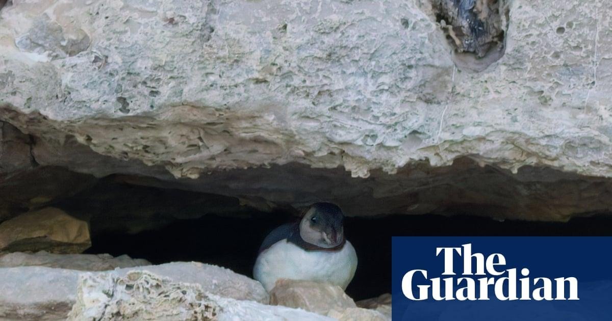 ‘A great thrill’: baby puffin is first one seen on Dorset coast in three decades