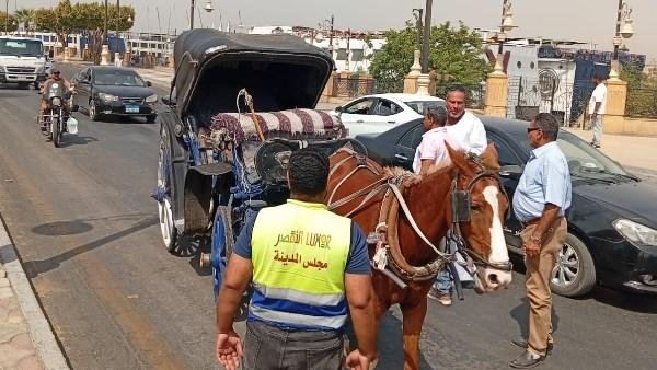 محافظ الأقصر يواجه فوضى الحناطير بحملات يومية والتحفظ على العربات المخالفة