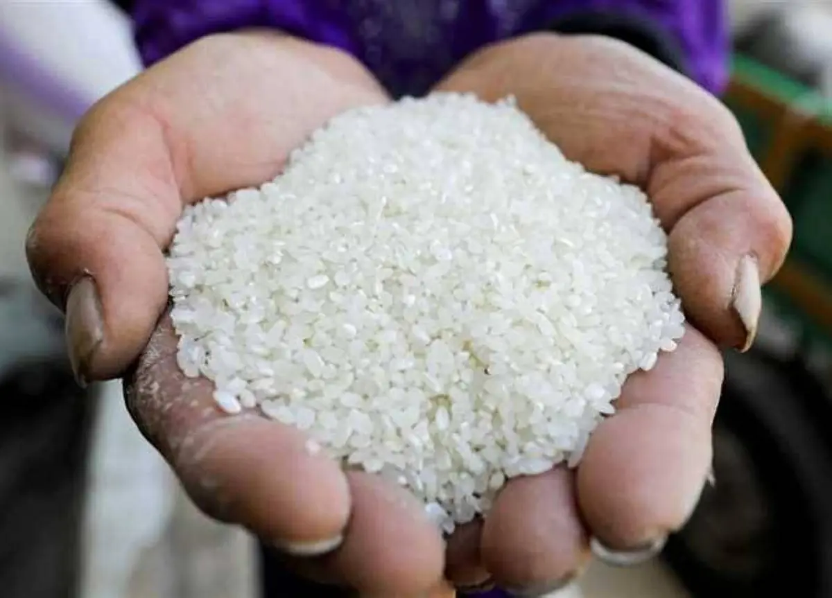 طن الشعير الآن.. سعر الأرز «عريض ورفيع الحبة» بأسواق الشرقية اليوم الأحد 2-8-2026