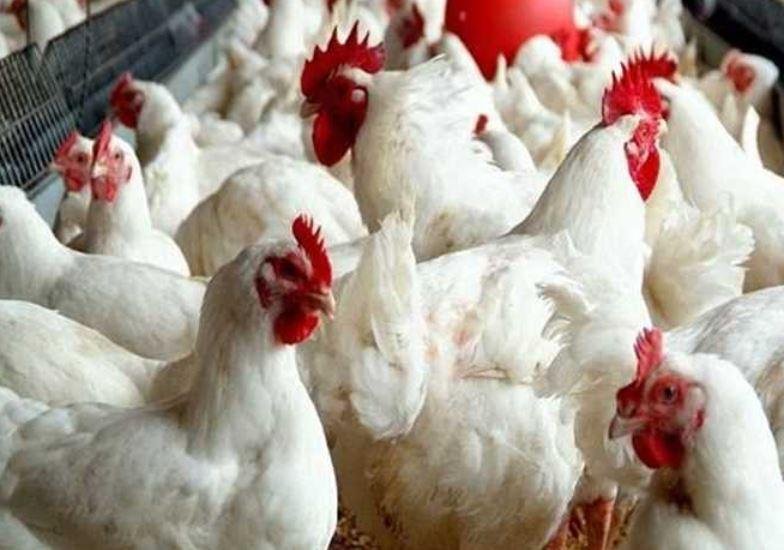رئيس شعبة الدواجن: لا زيادات متوقعة في الأسعار خلال الفترة المقبلة