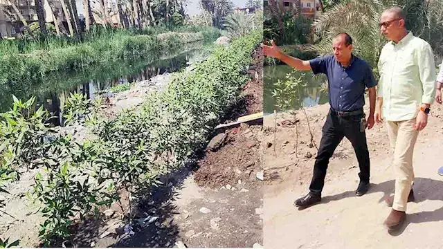 محافظ الجيزة: زراعة 3350 شجرة بأبو النمرس ضمن مبادرة "ازرع شجرة"