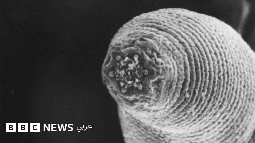 دودة الشيطان تكشف أسرار الحياة في أعماق الأرض