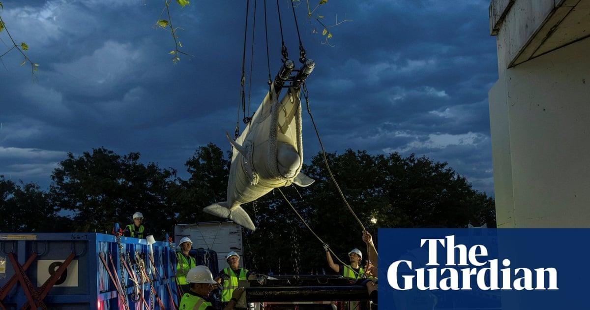 Six beluga whales finally leave embattled Canadian marine park