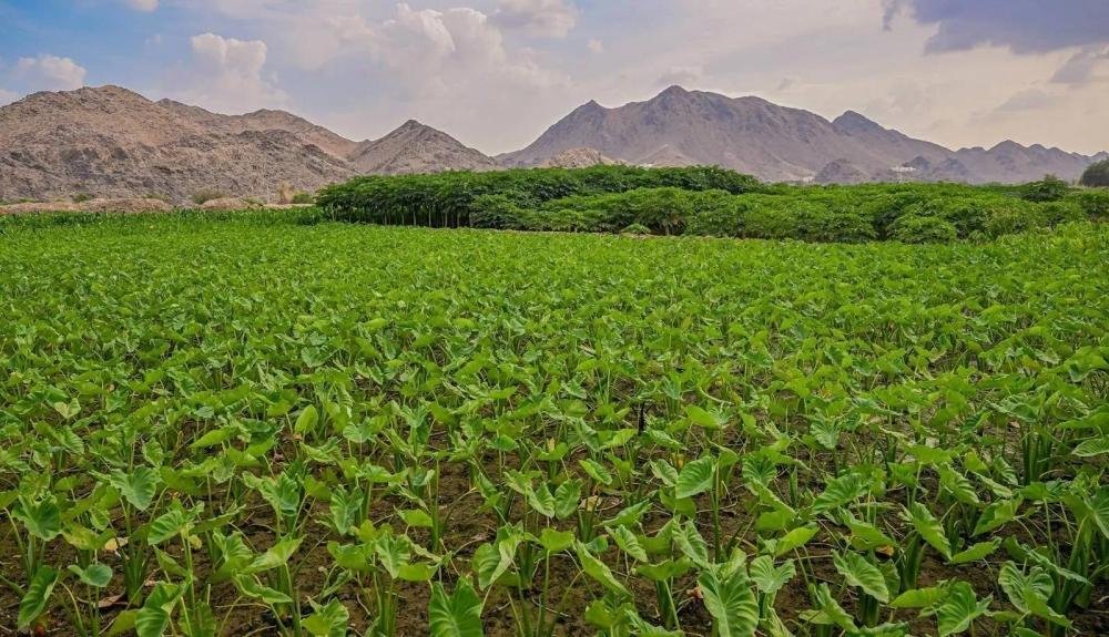 التوزيع والتراخيص يرفعان الرقعة الزراعية