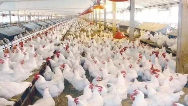 مفاجأة في أسعار الفراخ اليوم.. البانيه يخسر 40 جنيهًا | والبيض يواصل الهبوط