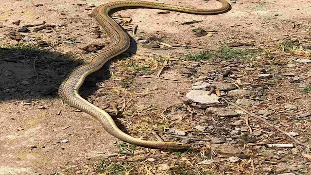 خرج من حمام منزل بمسطرد ولدغتي...