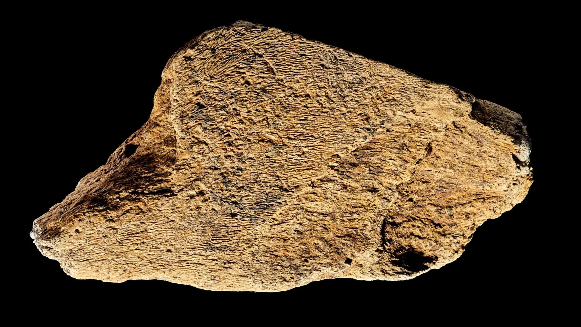 500,000-year-old elephant bone hammer shows ancient humans were master toolmakers