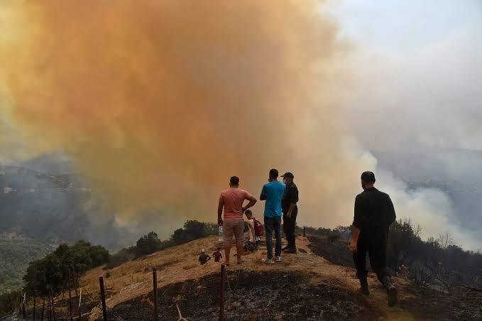 إخماد جميع حرائق الغابات في الجزائر