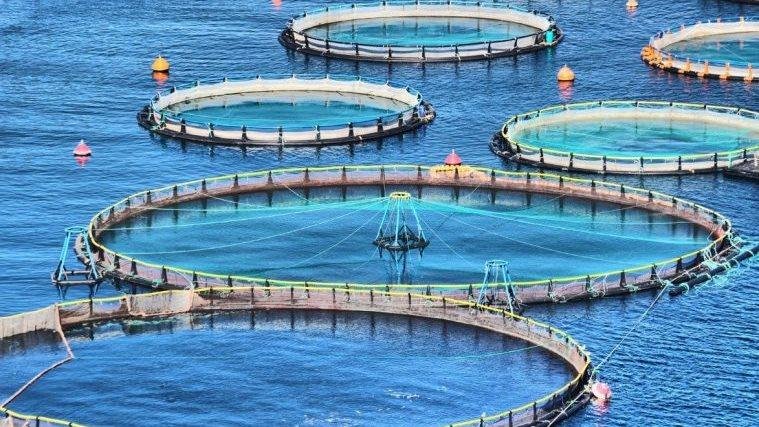 حبس وغرامة حتى 300 ألف جنيه.. عقوبات مخالفة قانون حماية الثروة السمكية