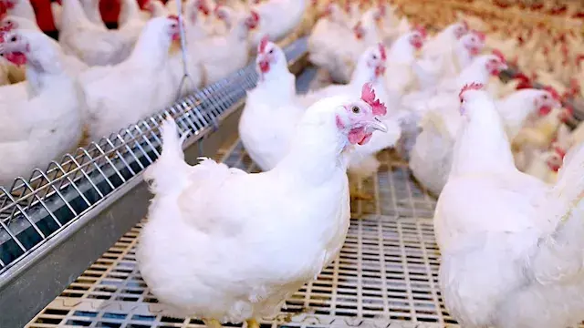 "البحوث البيطرية" يكشف ضوابط استخدام المضادات الحيوية في الدواجن