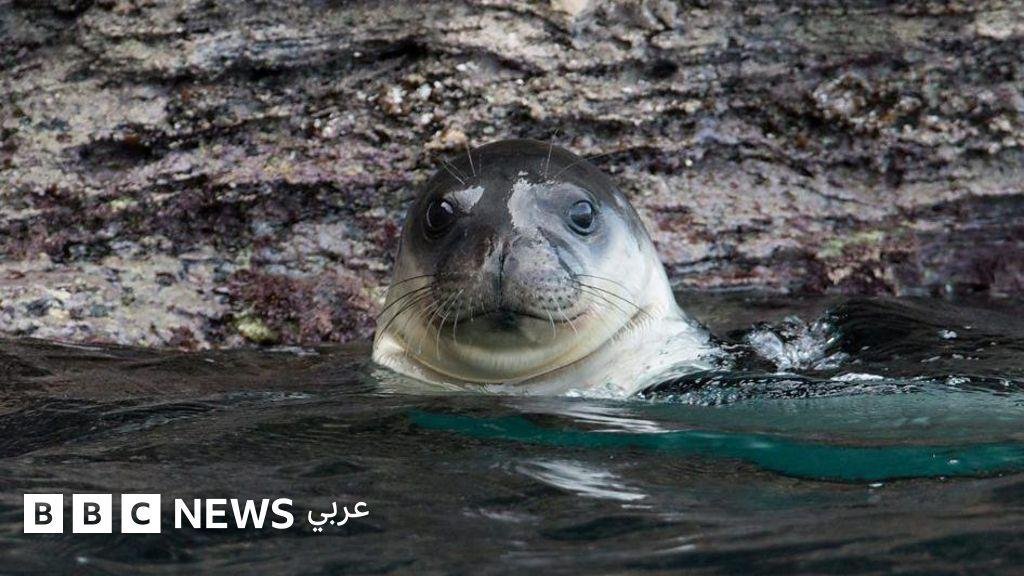 من "جزيرة الشيطان" إلى ملاذ للفقمات النادرة، كيف غيّرت الطبيعة وجه جزيرة يونانية؟