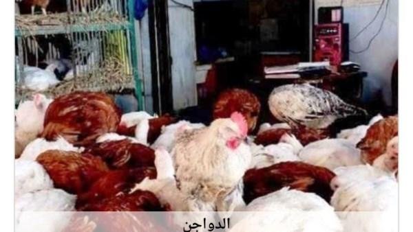 أسعار الدواجن في أسوان اليوم السبت 8-8-2026