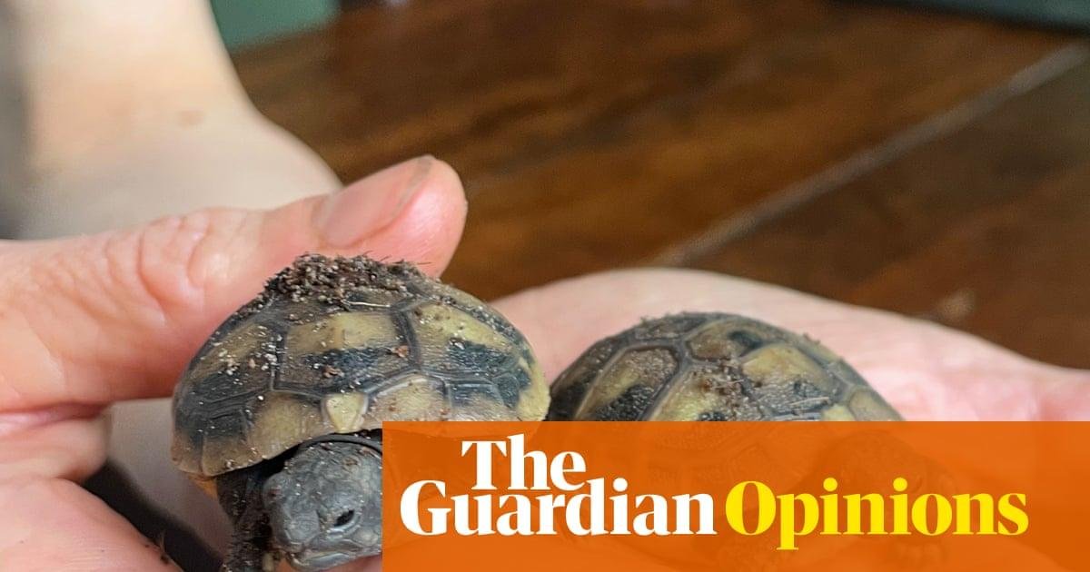 Two new tortoises have hatched. Now we have seven – and it’s chaos | Emma Beddington