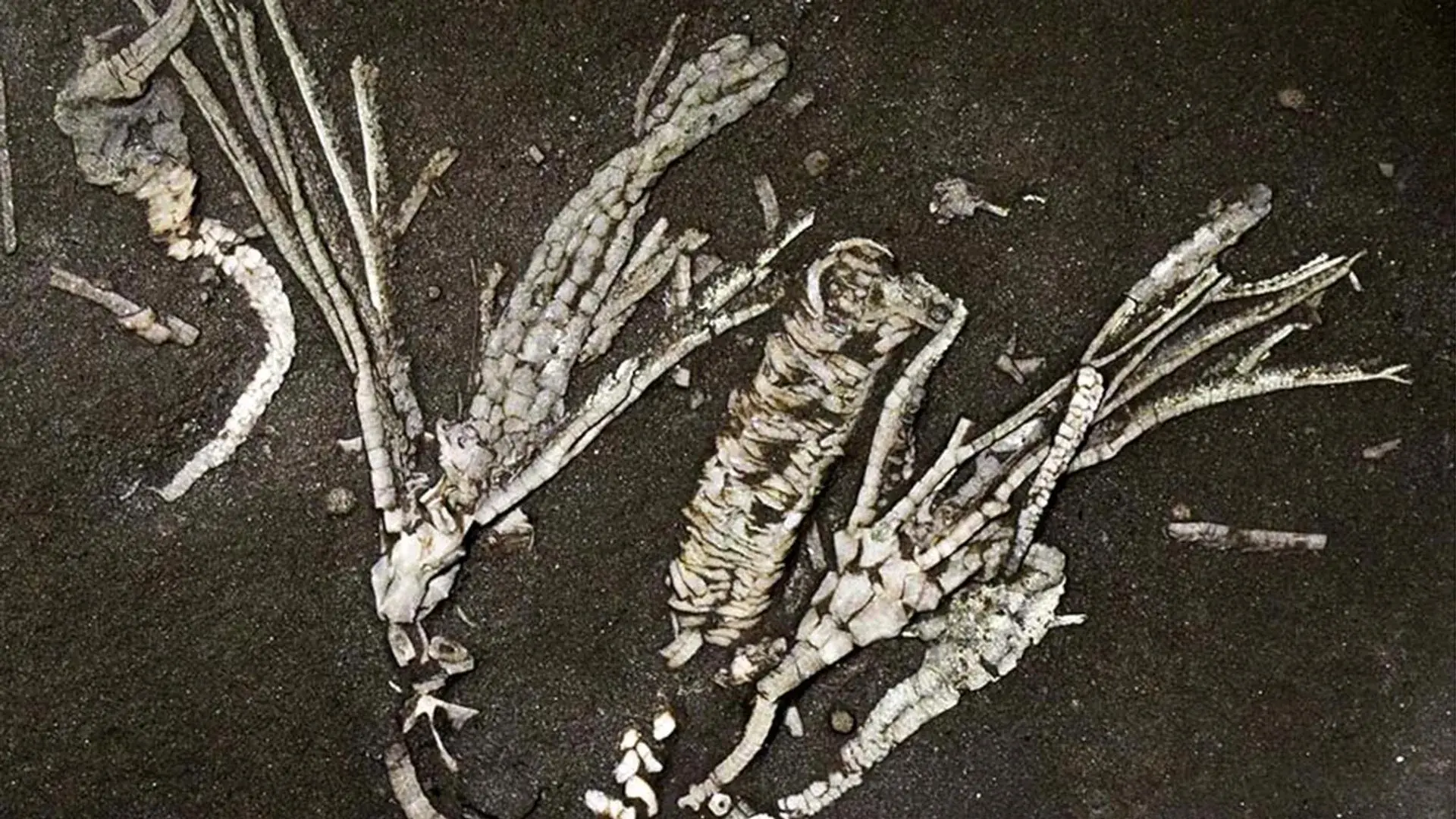 “One-in-a-million” sea creature fossil preserves soft tissue for 450 million years