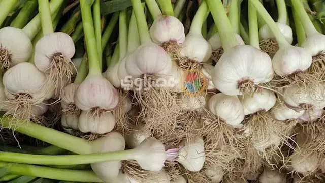الحجر الزراعي: 40 ألف طن صادرات مصرية من الثوم حتى الآن