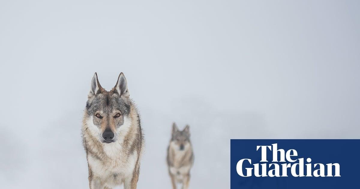 Stand still, make eye contact: Denmark tells tourists how to behave in a wolf encounter