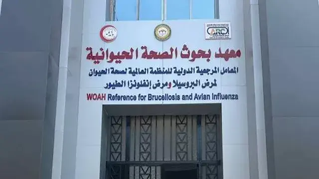 دراسة: القراد يرفع خطر إصابة الأبقار بمرض البابيزيا 21.6 مرة