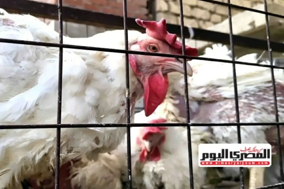 بعد انخفاض الكيلو.. أسعار الفراخ اليوم الثلاثاء 4 أغسطس 2026 في بورصة الدواجن