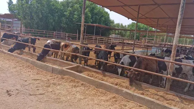 الزراعة: تجديد الاعتماد الدولي لمعمل "بحوث الصحة الحيوانية" ببنها
