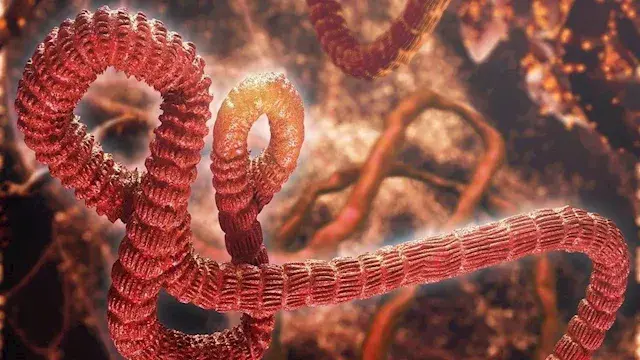هل أصبح تفشي فيروس إيبولا الأكثر فتكًا في تاريج الكونغو؟
