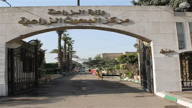 مصدر بـ"البحوث الزراعية" يحذر من استيراد أغنام المناطق الباردة.. ما السبب؟