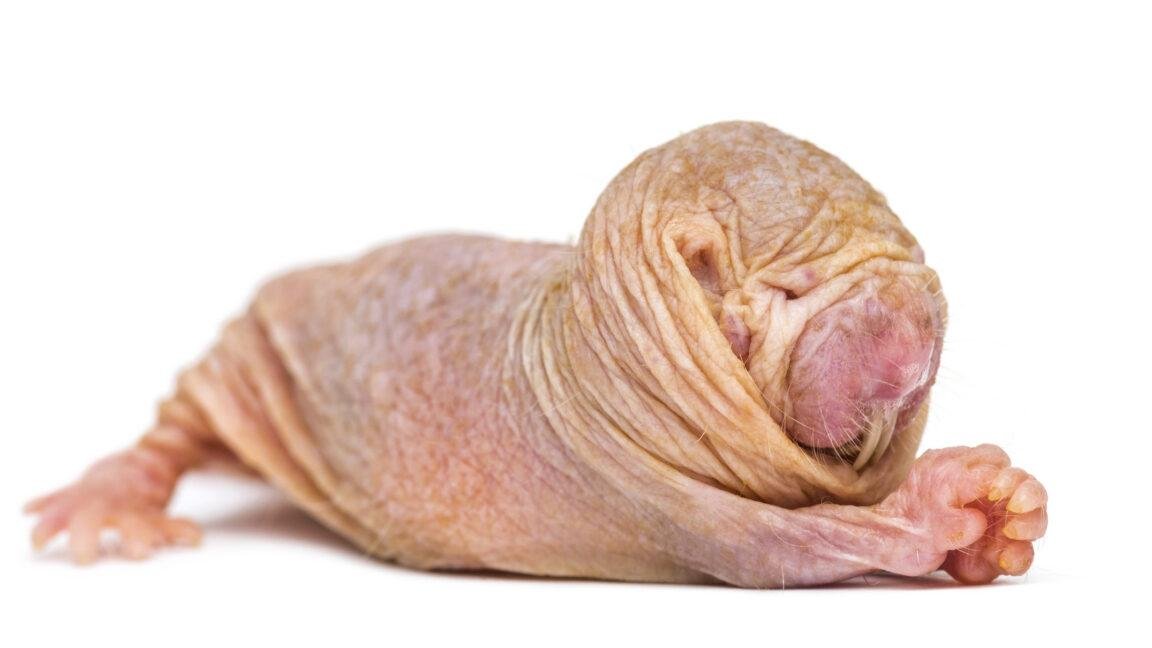 Naked mole-rat queens use a chemical signal to suppress fertility in rivals