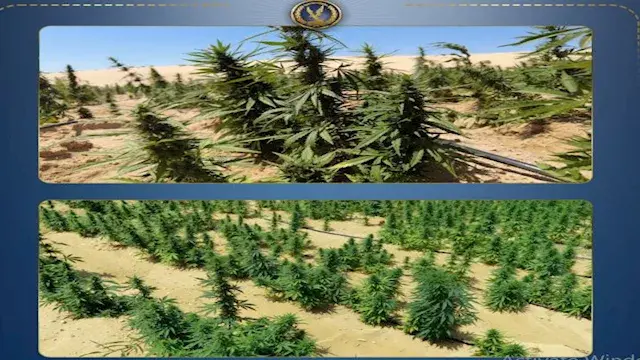 الداخلية تضبط 2.5 طن هيدرو وحشيش بـ1.4 مليار جنيه في الإسماعيلية