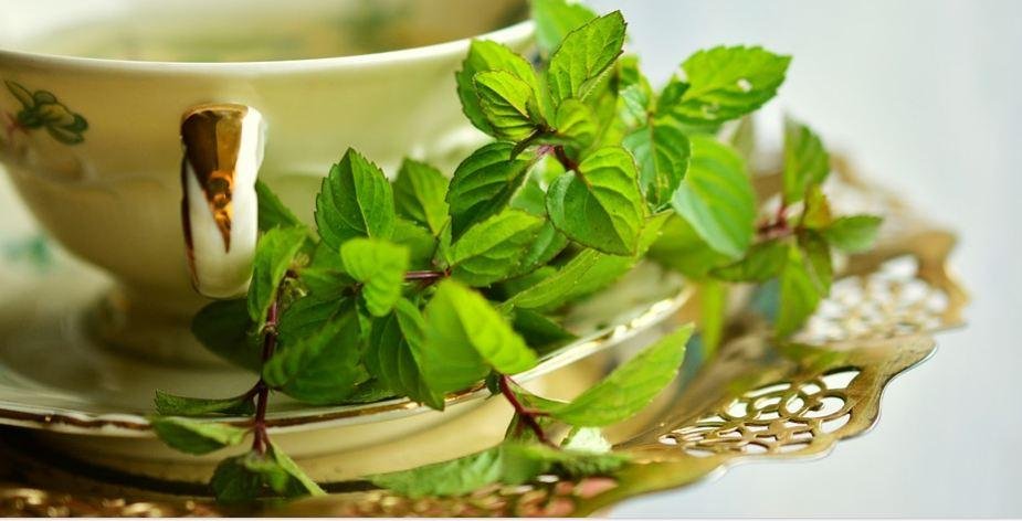 هل شرب النعناع ليلا يساعد على تحسين النوم؟.. اعرف الحقيقة