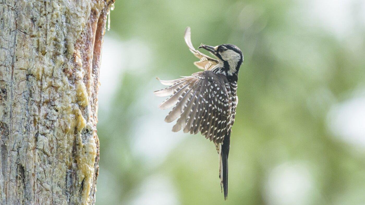 Environmental groups sue government to stop a big change to the Endangered Species Act