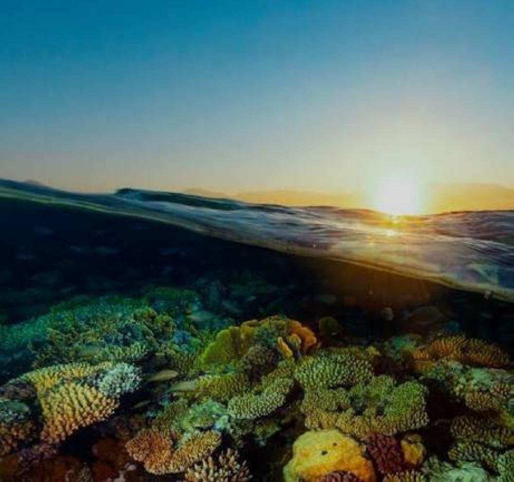 الشرق الأوسط الأخضر تستعرض جهود مكافحة التصحر في COP17