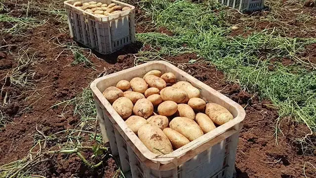 الزراعة تبحث توطين تقاوي البطاطس لخفض الاستيراد ودعم المزارعين