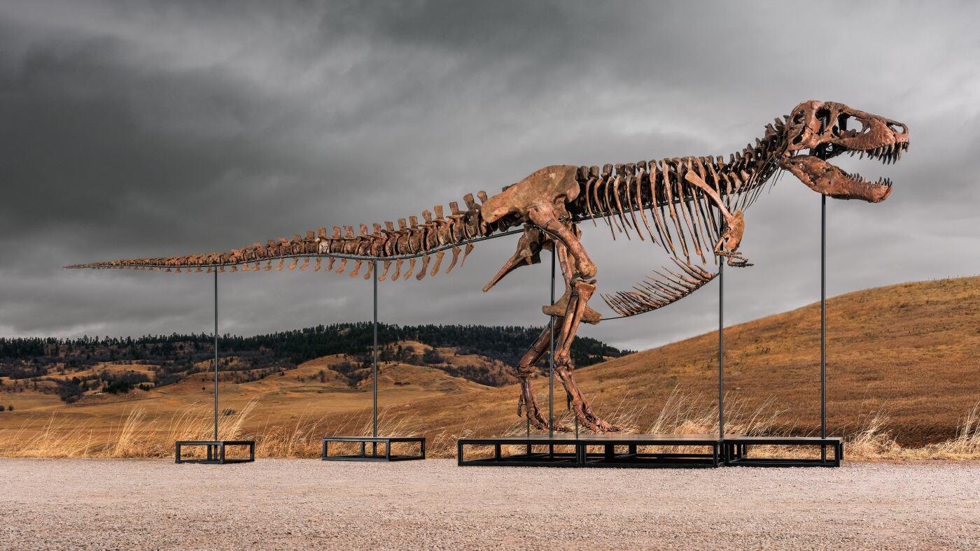 Mystery bidder buys T. rex nicknamed 'Gus' for a record $50 million
