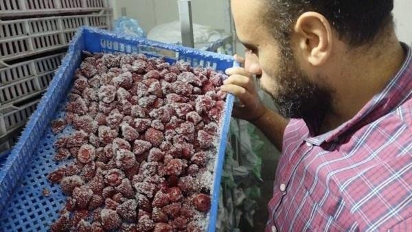 تحرير 668 محضرًا تموينيا وضبط 20 طن فراولة غير صالحة للاستهلاك بالمنوفية