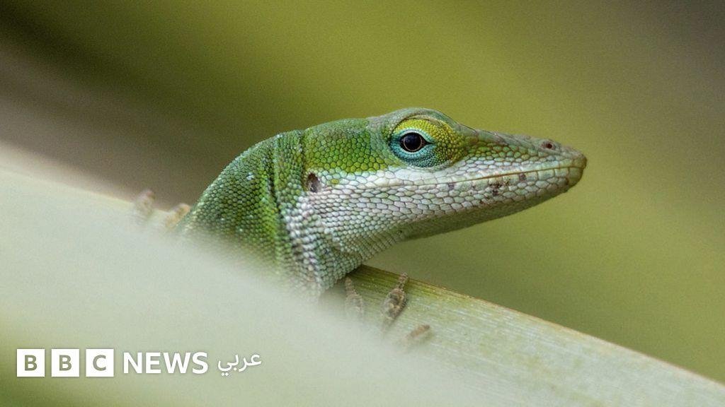 الحيوانات تشهد تطوراً استثنائياً وسريعاً لتتمكن من البقاء على قيد الحياة