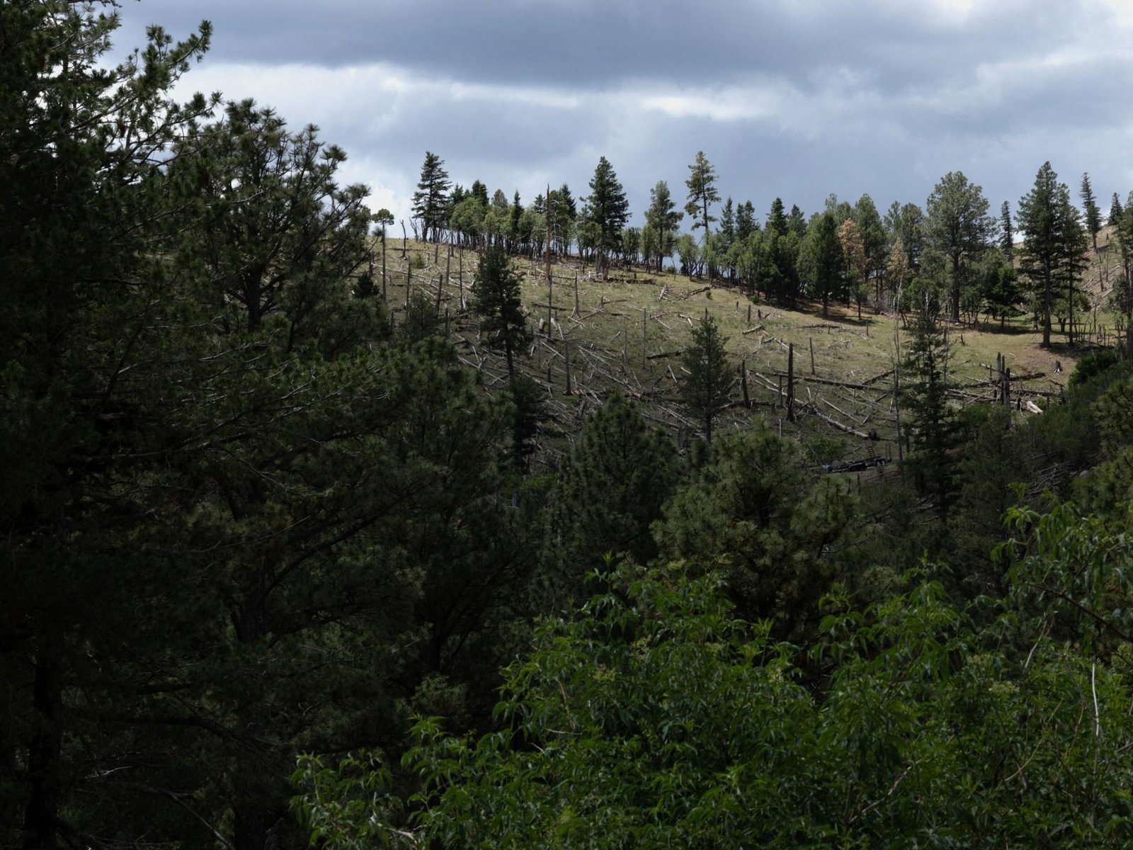 Trump administration moves to end rule protecting swaths of forest land