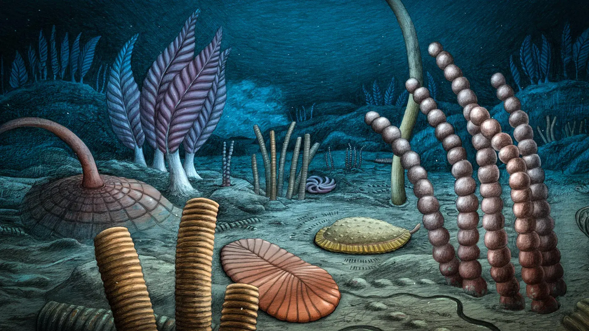 567-million-year-old fossils rewrite the dawn of animal life