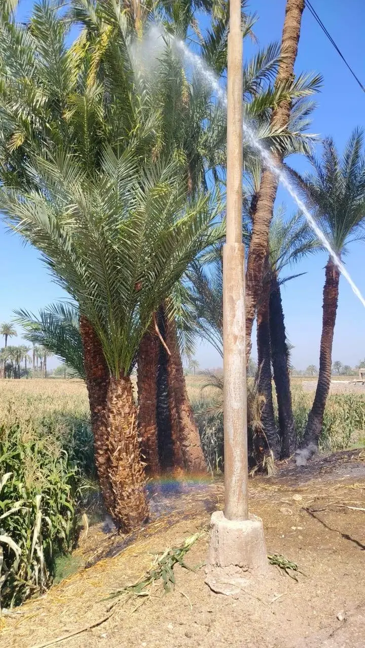 الحماية المدنية تسيطر على حريق نخيل بقرية الهمامية بالبدارى بأسيوط 