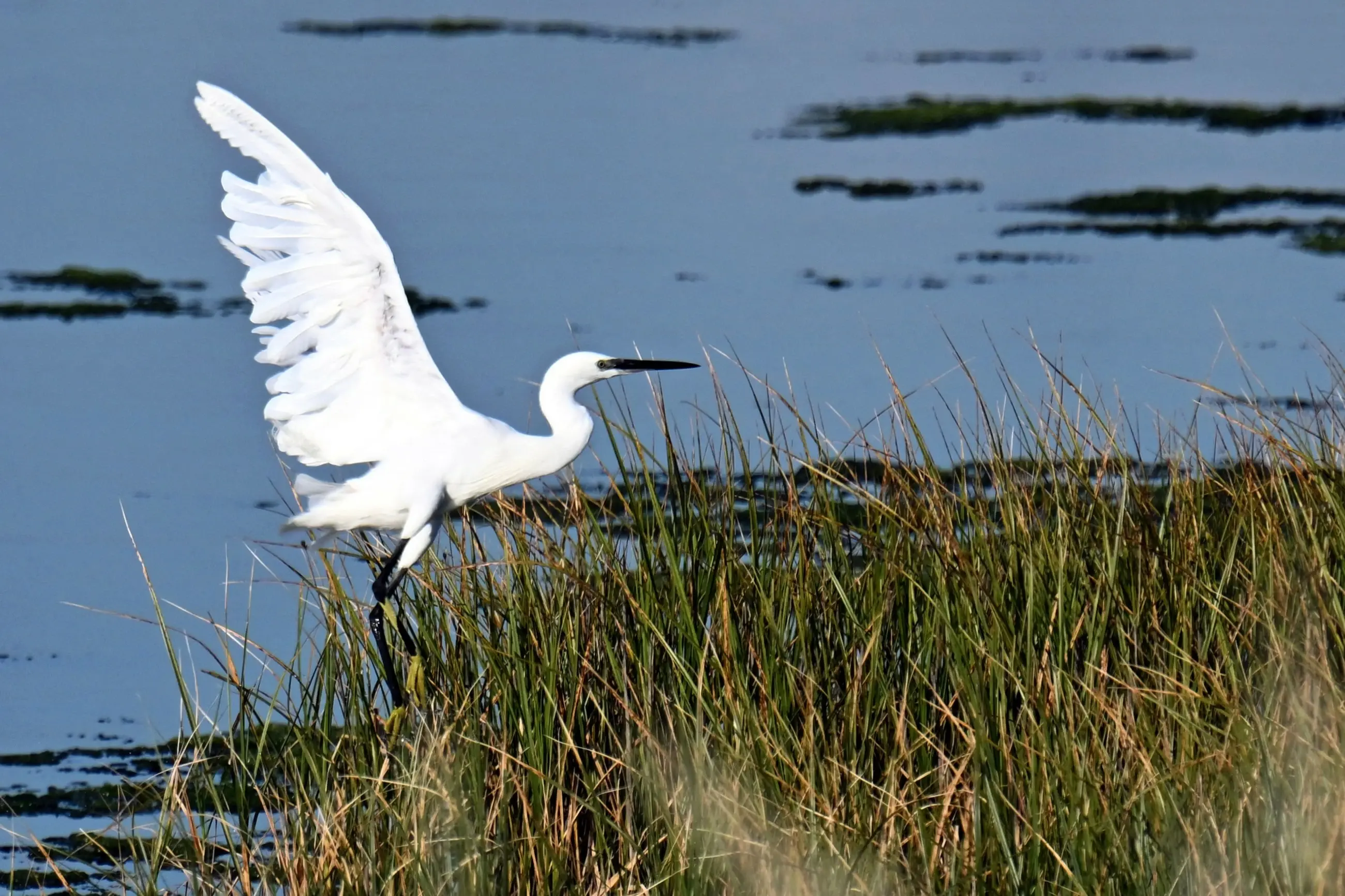 Montenegro’s Ulcinj Salina: A bird haven slowly losing its lifeline