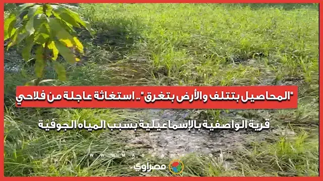 "المحاصيل بتتلف والأرض بتغرق".. استغاثة عاجلة من فلاحي قرية الواصفية بالإسماعيلية بسبب المياه الجوفية