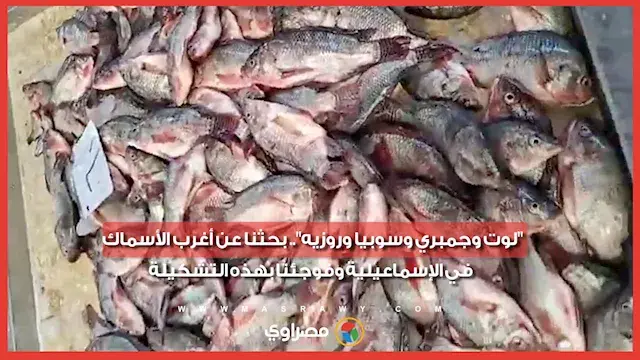 "لوت وجمبري وسوبيا وروزيه".. بحثنا عن أغرب الأسماك في الإسماعيلية وفوجئنا بهذه التشكيلة