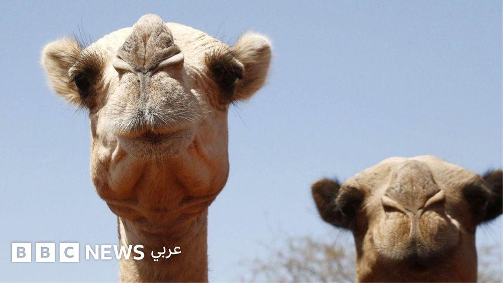 كيف عجزت الإبل عن التأقلم مع ارتفاع درجات الحرارة في أفريقيا؟
