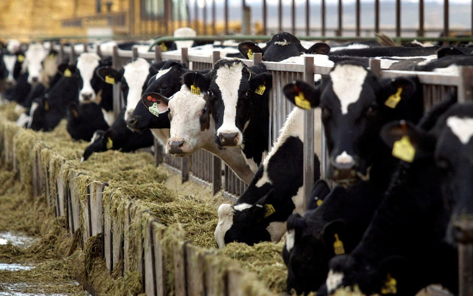 Why choosing low-fat dairy is not necessarily better for your health