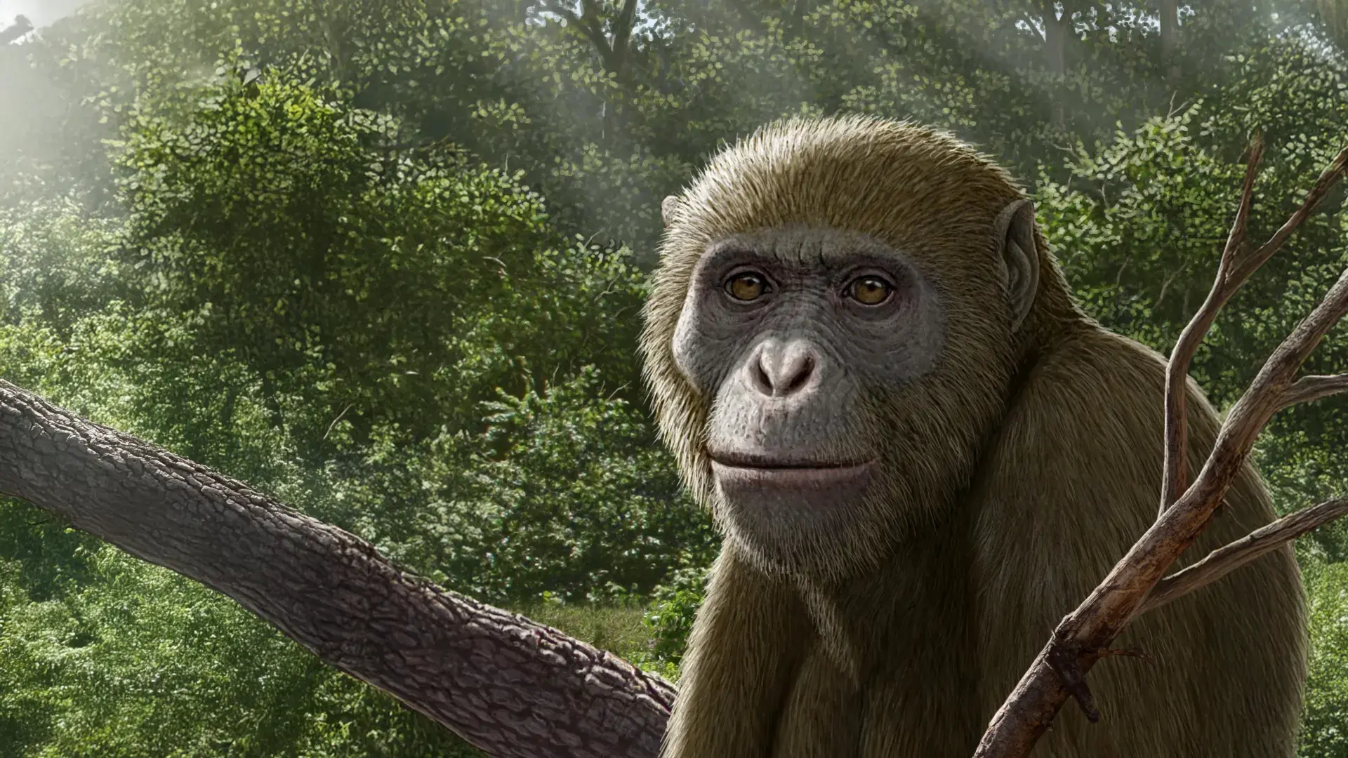 Ancient ape fossil in Egypt challenges the story of human origins