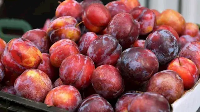 هل تناول البرقوق يوميًا يقوي العظام؟.. دراسة تجيب