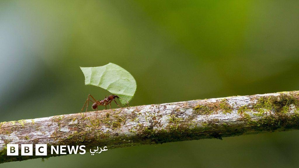 كيف تصبح أفضل في اتخاذ القرارات؟ اسأل نملة