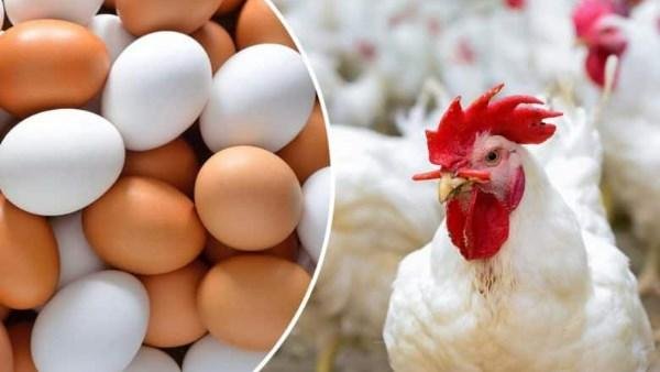 هل ترتفع مجددا؟.. مفاجأه في أسعار الدواجن اليوم بالأسواق