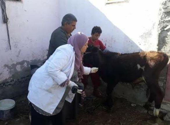 رئيس المجلس الصحي المصري: قريبا.. إطلاق البورد المصري للطب البيطري لأول مرة بالشرق الأوسط وأفريقيا