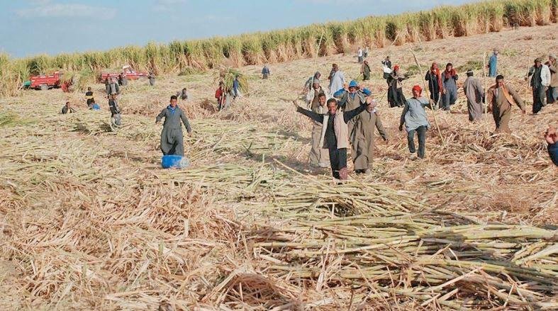 مصادر: 4 مليارات جنيه متأخرات لشركات السكر عن توريد محصول القصب هذا الموسم