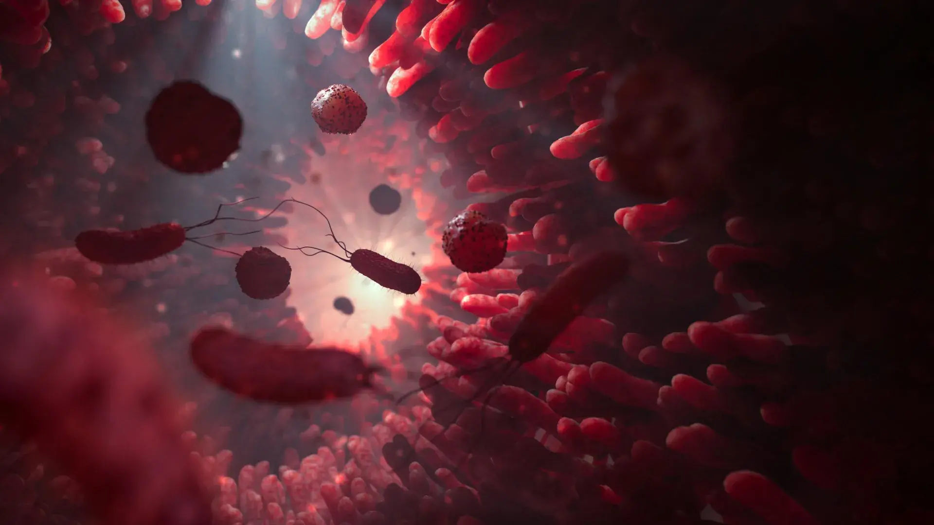 When gut microbes run low on fiber, they may start eating you