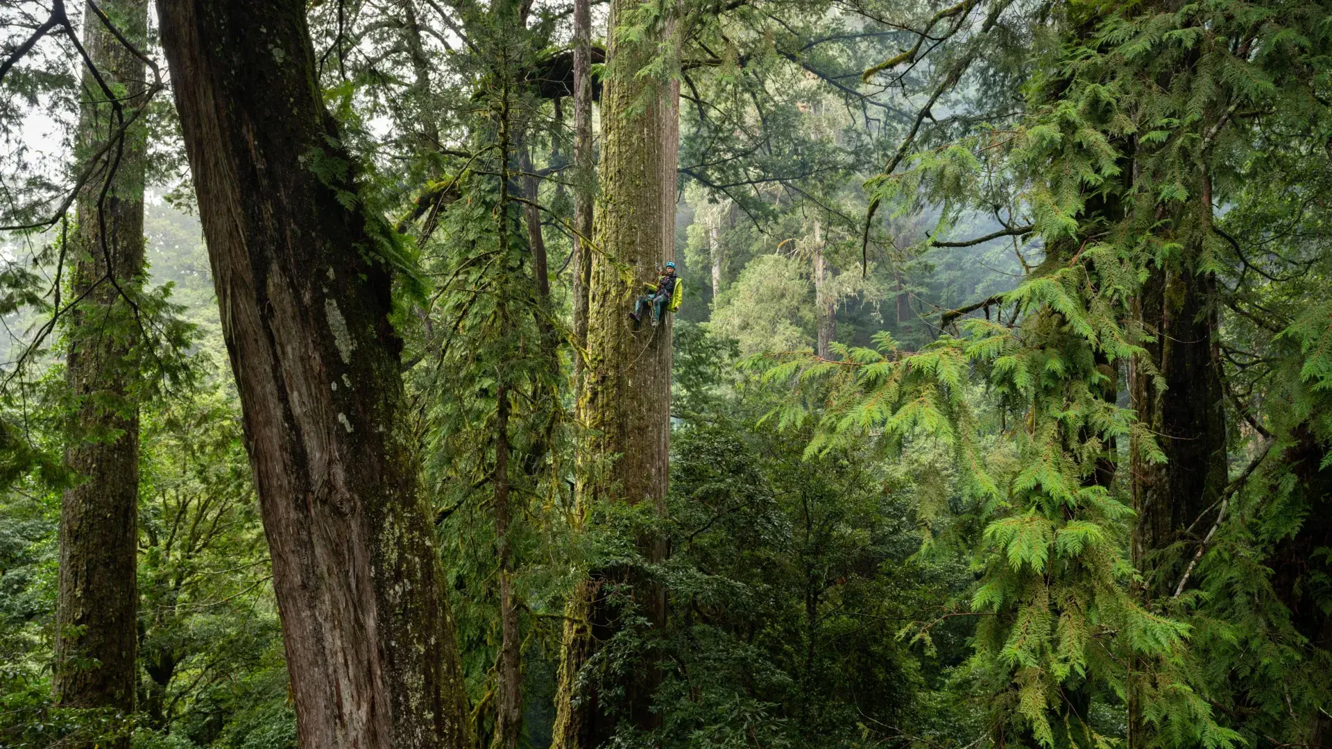 Scientists went looking for giant trees in Taiwan and found a lost world
